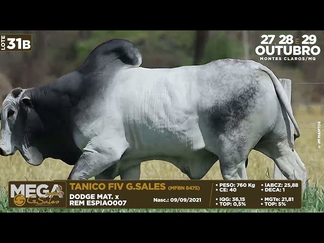 LOTE 31B   MFBN 8475