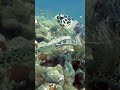 Scuba diving turtle in Maldives #divng #nature #wildlife #dreamcometrue