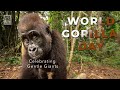 World gorilla day   visual ode