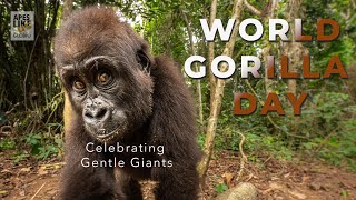 World Gorilla Day   Visual Ode by Apes Like Us 2,253 views 7 months ago 8 minutes, 51 seconds