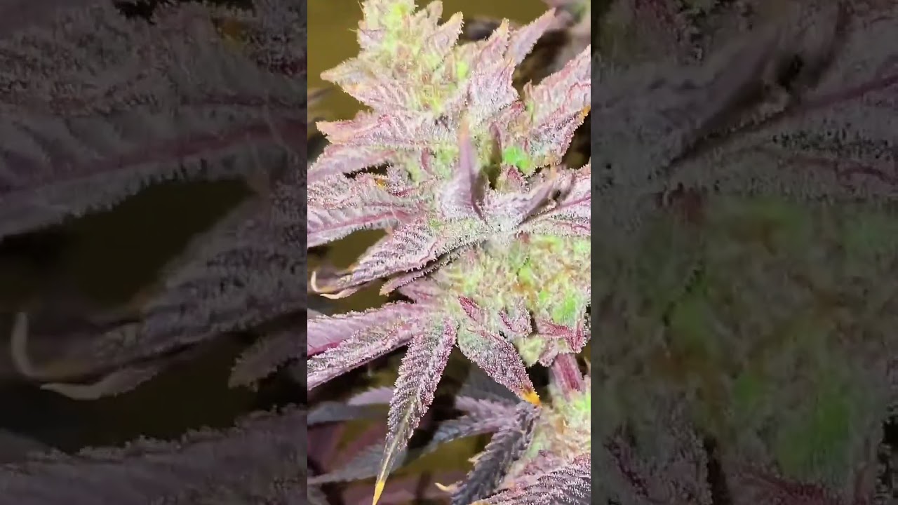 The Frostiest Buds You‘ll see Today ❄️🌱