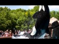 Ikaika  the best orca