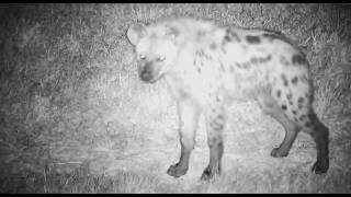 Hyena, Mbilos cub, passed Djuma Cam and met a second one on the lodge access road July 2, 2026