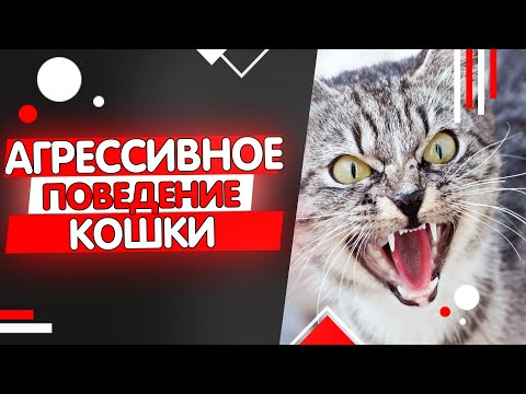 Видео: Агрессия у кошек