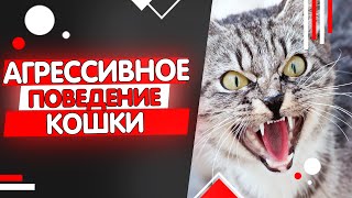 Почему кошка стала агрессивной, агрессивное поведение кошки