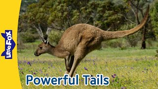 Amazing Animal Tails |How Do Animals Use Their Tails? |Kangaroo, Beaver, Shark, and More |Little Fox