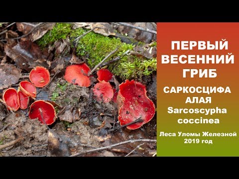 Первый весенний гриб. Саркосцифа алая. 2019 год.