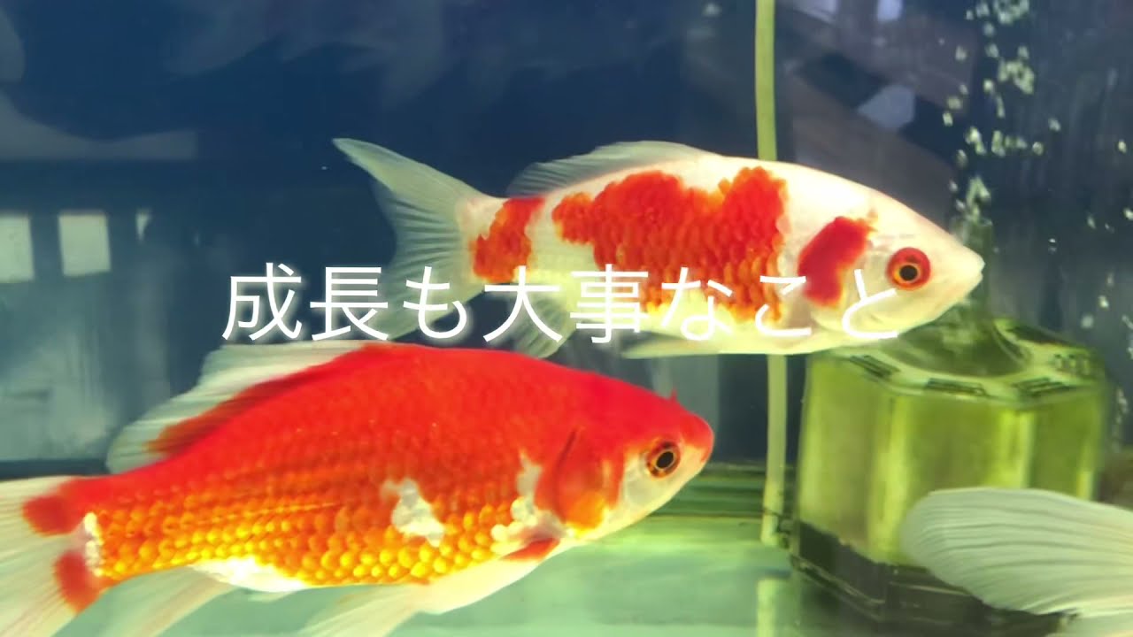 庄内金魚のように互いに尊重 優雅に水槽の中で泳いでいる金魚を見て感慨深いところを動画にしました 庄内金魚 水槽内で共存 互いの尊重 山形県庄内町 グラッセ Youtube