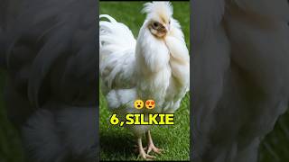 chicken breeds name #top10 #chicken #chickens #shorts #viralshorts #trending #new #Shorts #pets