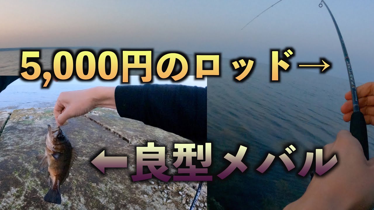 メバリング】メジャークラフトの5,000円半ばのロッドでデカメバルGET