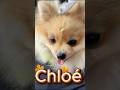 Chloé #pomeranian #pets #dogs #cute #love