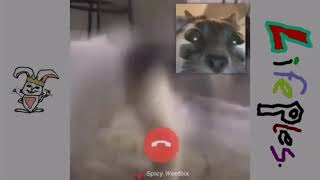 Cat Twerk In Video Chat
