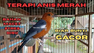 Download Lagu ANIS MERAH SUARA NGEPLONG GACOR 100% TERAPI PANCINGAN BIAR BUNYI GACOR MP3