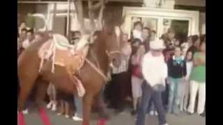 Gangnam Style Dansı Yapan At