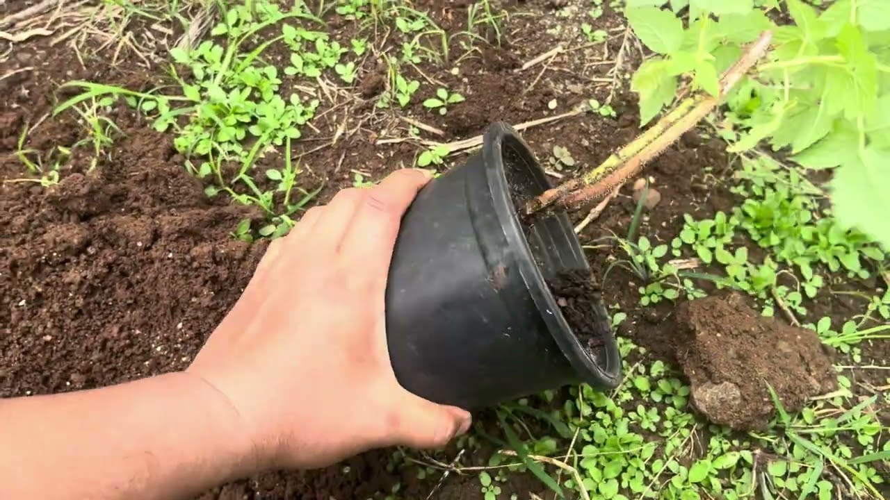 Growing Raspberry Cane