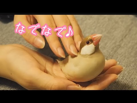 なでなでされるのが好きな文鳥こむぎ　癒し動物　面白い動物　Java sparrow
