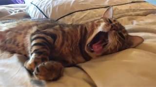 Daily Routine with Bengals by Pucci Peanut 585 views 6 years ago 2 minutes, 45 seconds