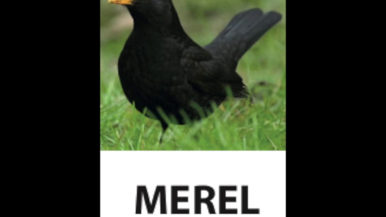 Merel