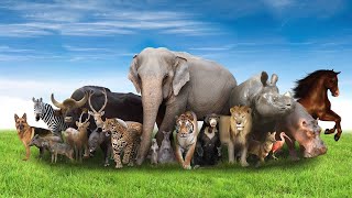 Animals video, for children, cow video, lion, elephant, horse, tiger, cat, dog, animal sounds screenshot 5