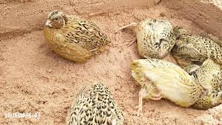 Awesome Hole In Sand With Lot Of Quail Bird | WILDERNESS LIFE