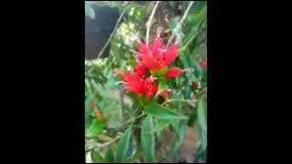 Salantian.  Garo song by K K.