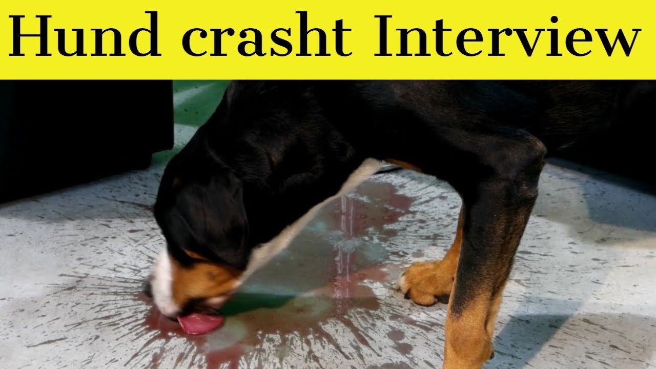 Das beste von Aroniabeeren Giftig Für Hunde