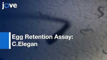Egg Retention Assay: Measuring Effects Of Bacteria On Elegans Behavior