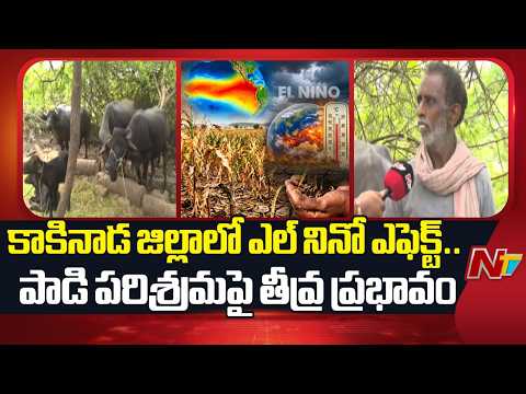 El Nino Crisis in Kakinada: ఆకాశాన్నంటిన పశువుల దాణా ధరలు.. దిక్కుతోచని స్థితిలో పాడి రైతులు | NTV - NTVTELUGU