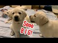 PUPPIES' FINAL WEIGH IN!  Cute Labrador Puppies Tip the Scales before they go to their Forever Homes