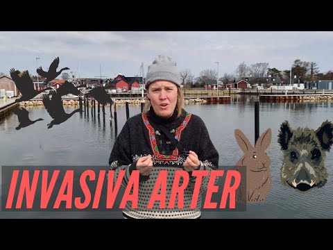 Video: Hur påverkar invasiva arter miljön?