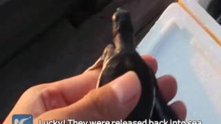 Back home! 153 endangered baby turtles released back into sea in China