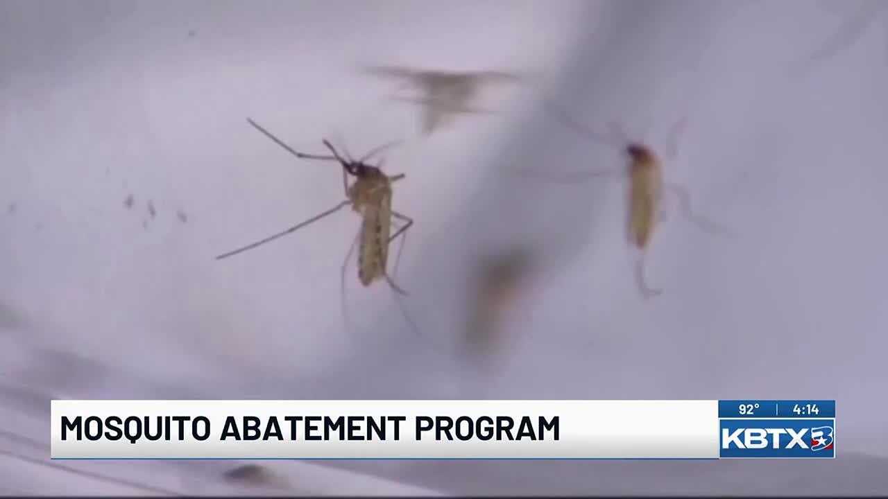 City of College Station offers free mosquito dunks for residents