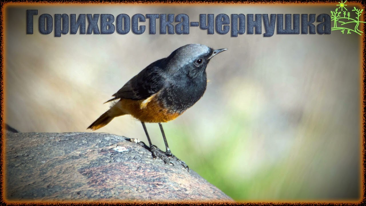 Голоса птиц Как поёт Горихвостка чернушка (Phoenicurus ochruros) - YouTube