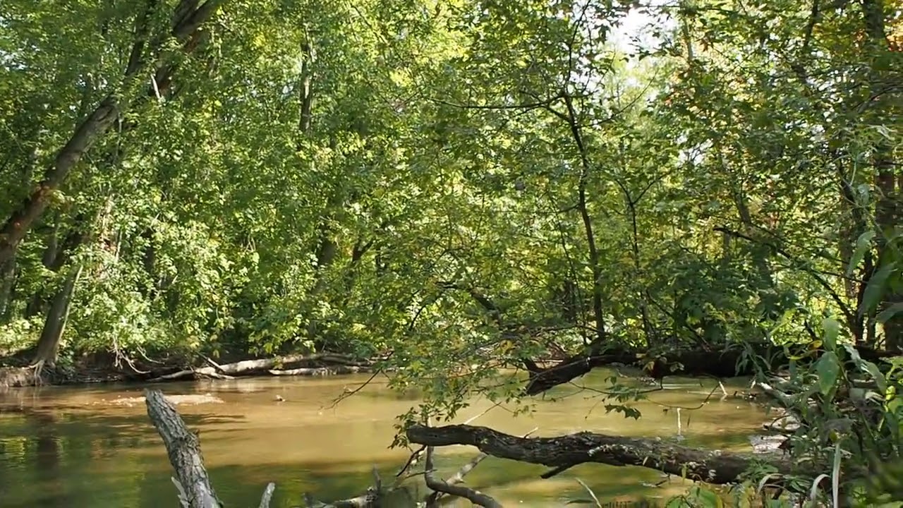Why Do Trees Change Color & Why Are Leaves Important to Our River?