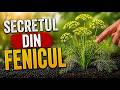 Misterul Feniculului... ATENȚIE la Asta! Nimeni Nu Îți Spune