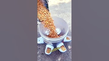 DIY Automatic Chicken & Duck Feeder – Easy, Clean, and Time-Saving #shortsfeed #diytools