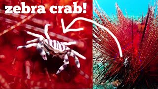 Sea Urchins and Critters Living on Them #ZebraCrab #MuckDiving