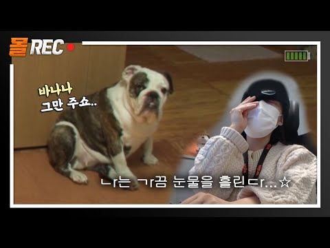 다이어터 불독 조회수 한번 올려보겠습니다.ㅣChonky <strong>Bulldog</strong> On A Mono Diet LOL
