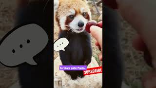 little cute red panda #panda #adorable #cute #feedingcutepanda #tinypanda #travel #zoo screenshot 5