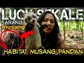 MENEMUKAN BERBAGAI SARANG MUSANG