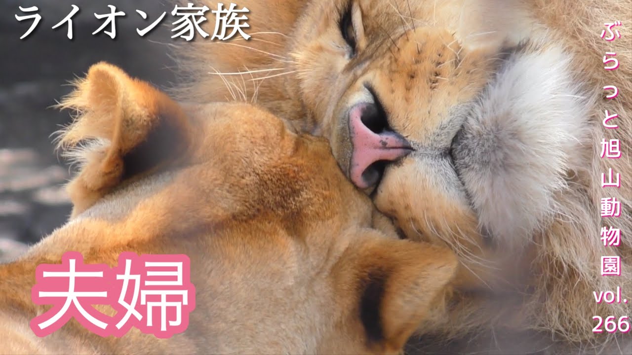穏やかな時間。お隣キリルおじさんのパトロールは続く。オリトライオン