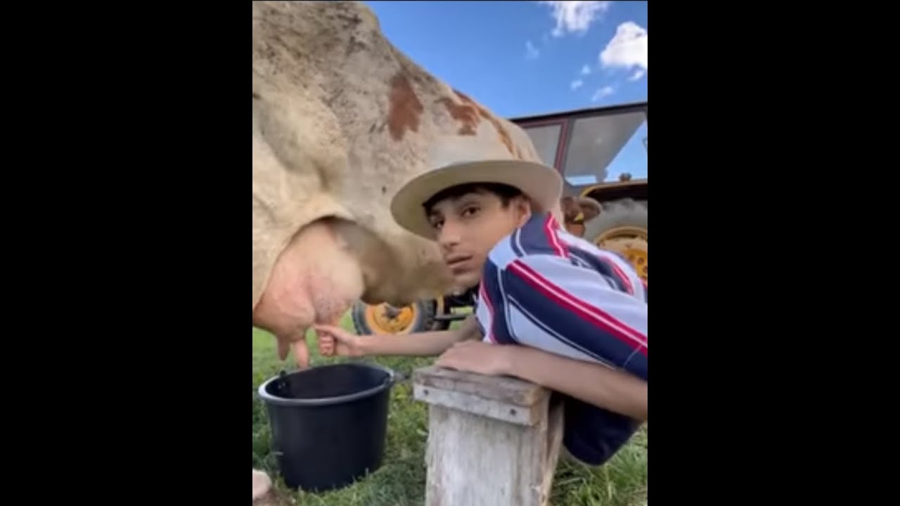 Qatari boy Without legs Milking cow by hand A day on the farm 🐄 