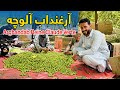 آرغنداب آلوچه    