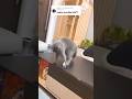 Poor cat 🐈 😹🤣😂# Aarvi ne bechari cat ko dara diya# funny shorts#@Aarvinegi4260