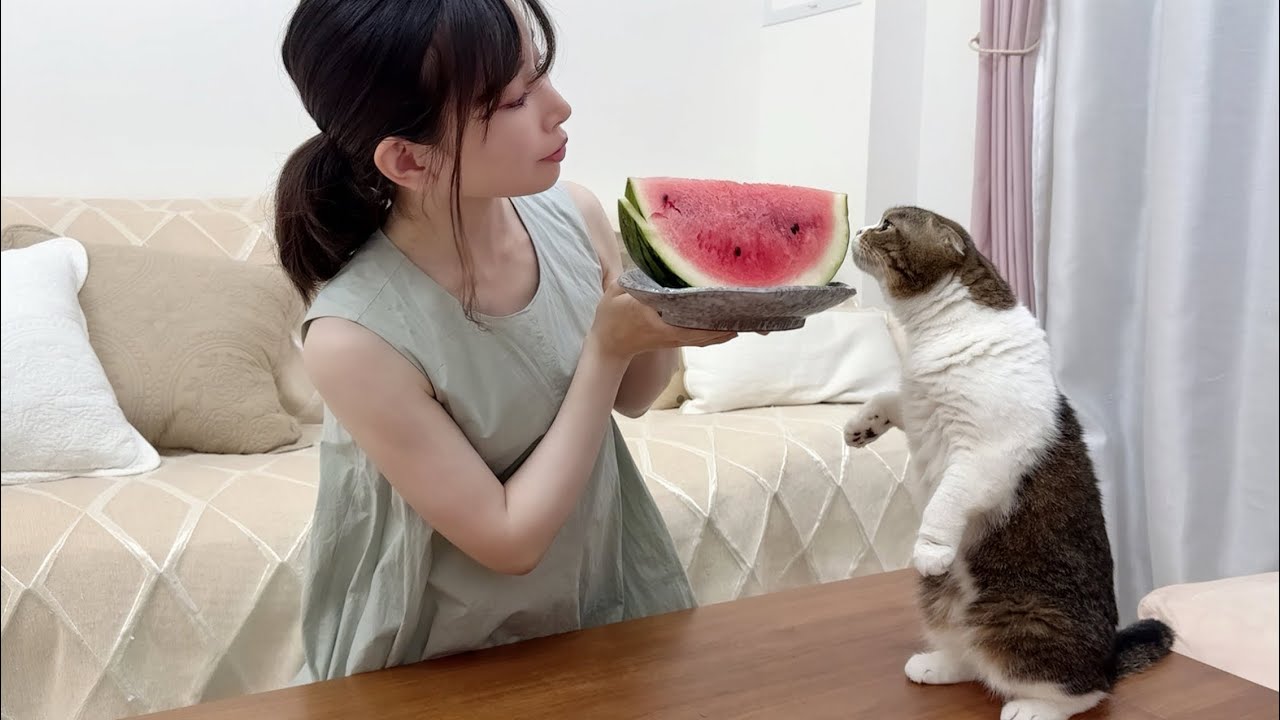スイカからちょこん♡白ねこちゃん スイカを食べようしたら甘いもの好きな猫が来てこうなった…w - YouTube