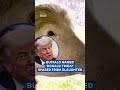 Buffalo named 'Donald Trump' found in Bangladesh