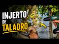 Nuevo Injerto con la técnica del taladro
