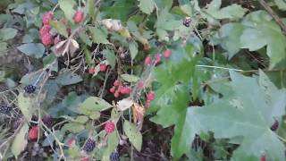 Picking Wild Raspberries by CDArchives 72 views 4 years ago 1 minute, 32 seconds