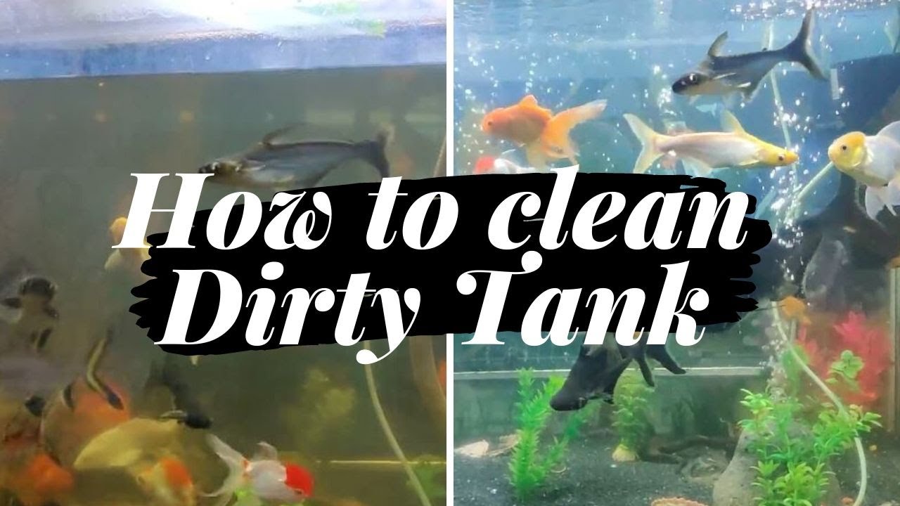 How to clean aquarium and its water YouTube