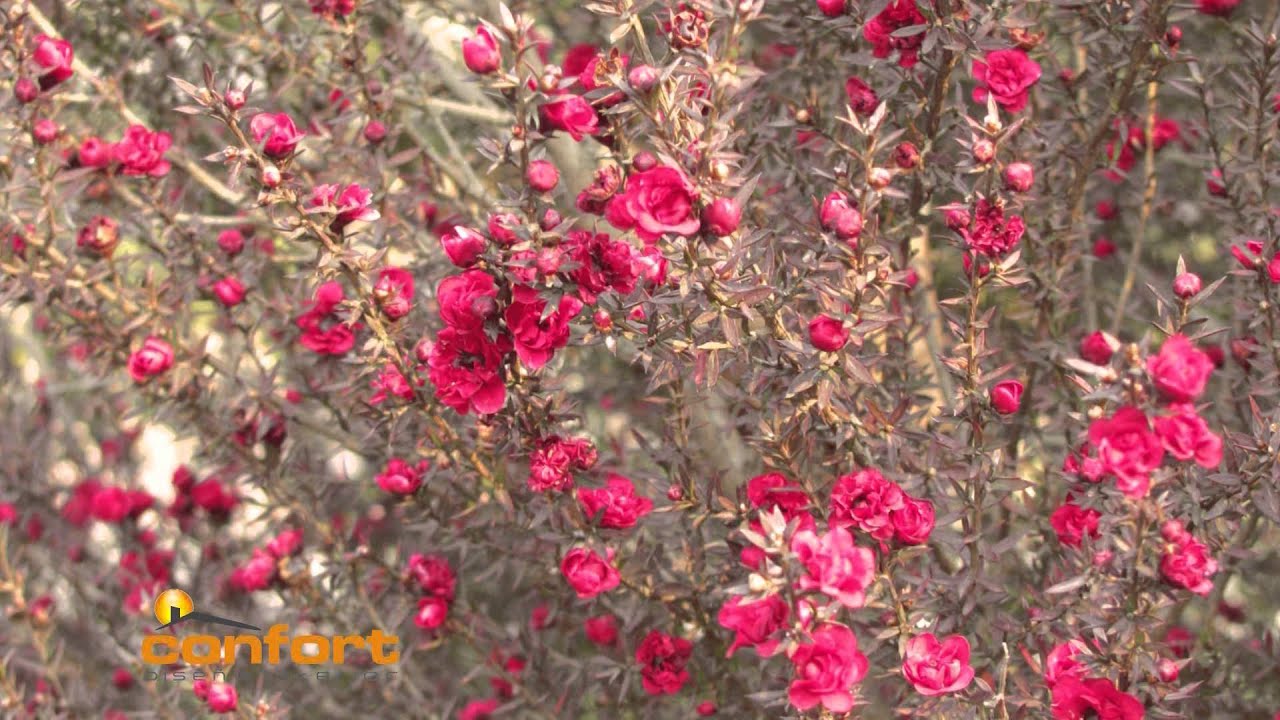 VIVERO ALEGRÍA - Leptospermum